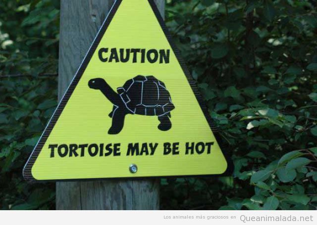 Atención las tortugas pueden estar calientes
