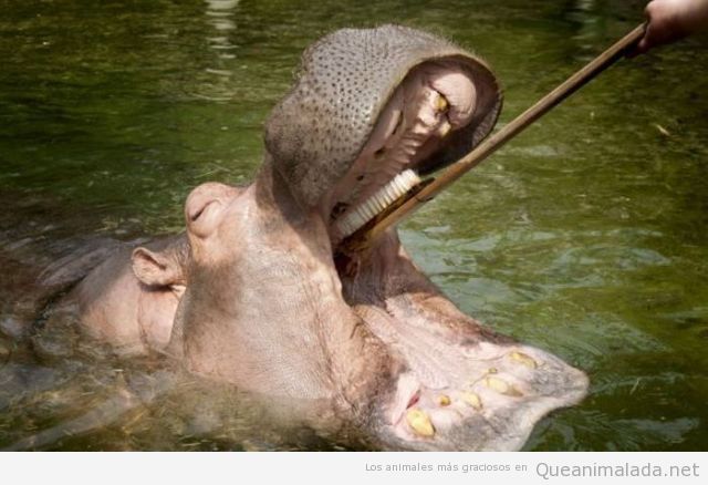 mujer cepilla los dientes a un hipopotamo