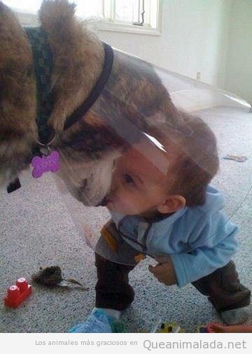 Foto tierna de un bebé dando un beso a un perro herido
