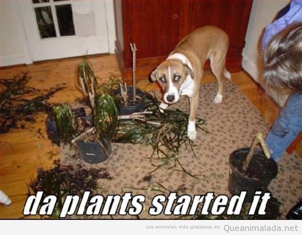 Foto graciosa de un perro destrozando plantas
