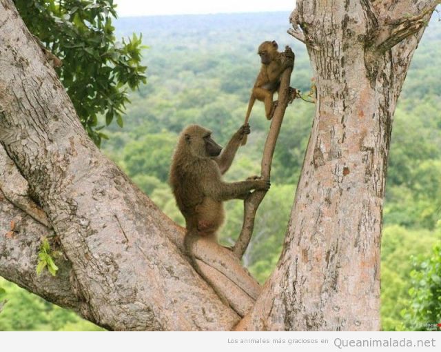 Foto divertida de una madre mono macaco tirando de la cola a su cría