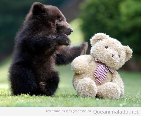 Foto divertida de un bebé de oso derribando a un osito de peluche