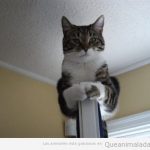 Foto chistosa de gato encima de la puerta