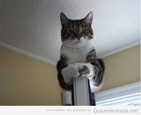 Foto chistosa de gato encima de la puerta