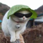 Foto graciosa de un gato con gafas de sol y lechuga en la cabeza