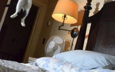 Cosas que hace tu gato cuando no estás en casa