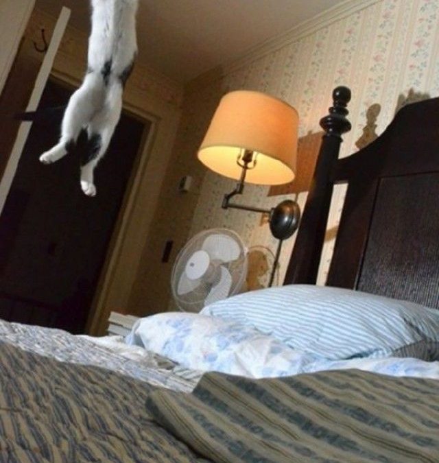 Gato saltando como loco en la cama de matrimonio