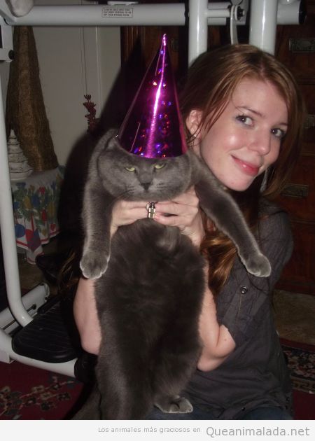Foto graciosa de un gato con cara de pocos amigos y un sombrero de cumpleaños