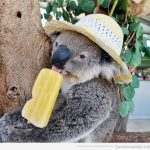 Foto graciosa de un koala con sombrero comiendo helado