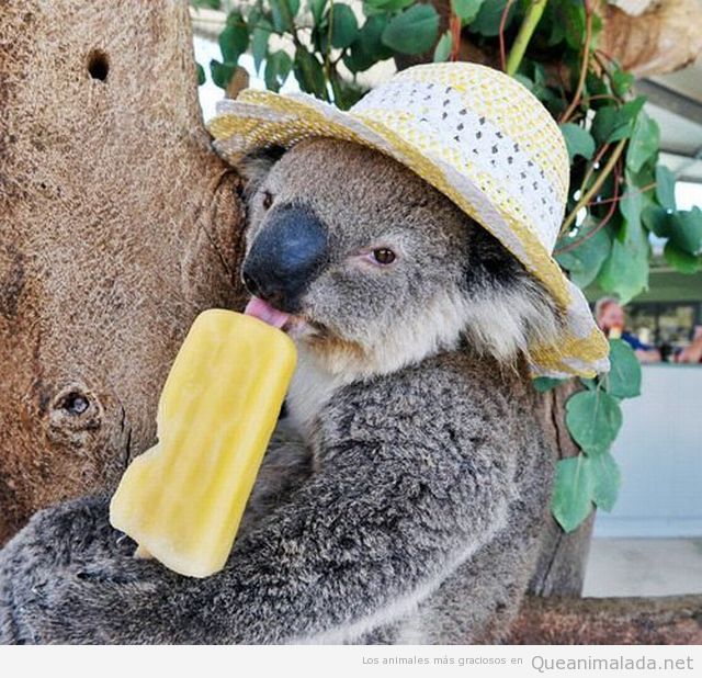 Foto graciosa de un koala con sombrero comiendo helado
