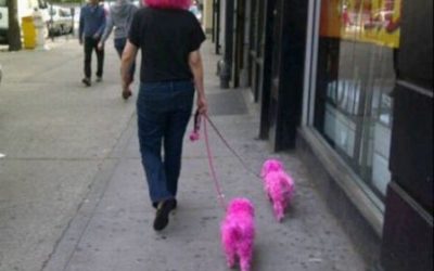 Tampo hacía falta que tus perros fuesen a conjunto contigo…
