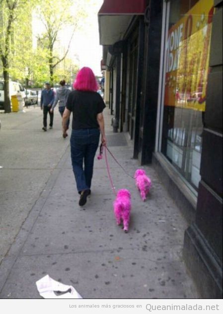 Mujer con el pelo teñido de rosa y sus dos perros también