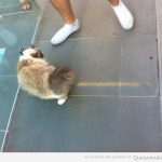 Nyan Cat en la vida real