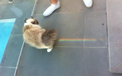 Nyan Cat en la vida real
