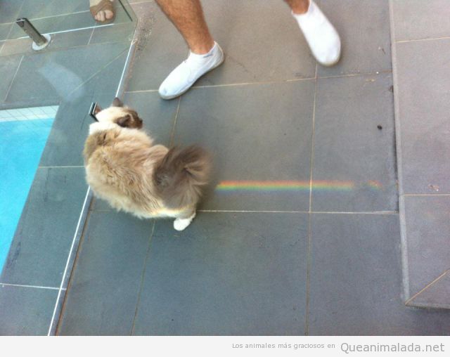 Gato con arcoiris en el trasero, Nyan Cat en la vida real