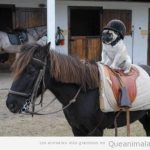 Foto graciosa de un perro carlino o pug encima de un caballo