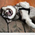 Foto graciosa perro Husky parece estar partiéndose de la risa