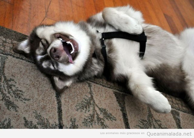 Foto graciosa perro Husky parece estar partiéndose de la risa
