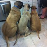 Imagen graciosa de tres perros esperando comida en la cocina