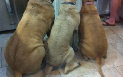 Quien tenga perros, sabe que esto es cierto