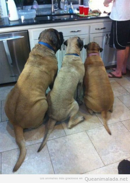 Imagen graciosa de tres perros esperando comida en la cocina