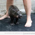 Bonita y tienra foto de una cría de hipopotamo