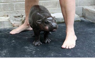 Reconócelo, ¡quieres adoptar a un bebé hipopótamo!