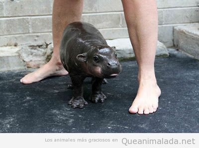 Bonita y tienra foto de una cría de hipopotamo