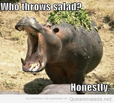 Foto graciosa de un hipopótamo con la boca abierta lleno de ensalasa