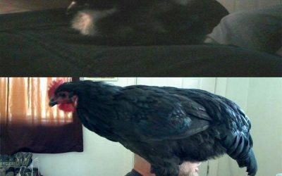 Unos llevan loros al hombro, y otros…