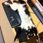 Gato dormido bocarriba en el escritorio del ordenador