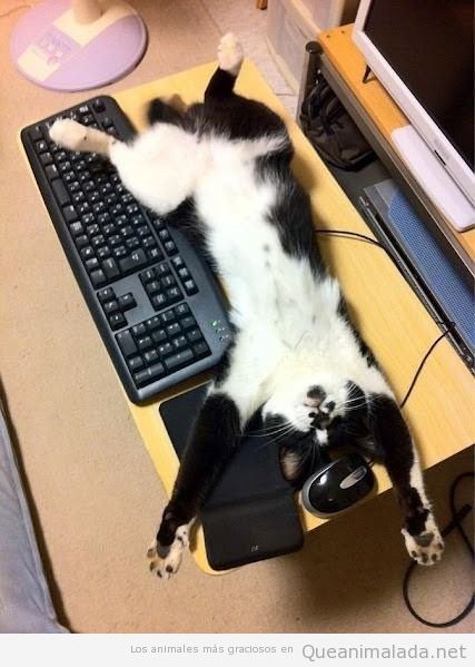Gato dormido bocarriba en el escritorio del ordenador