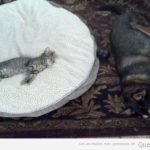 Foto graciosa de un gato durmiendo en la cama de un perro