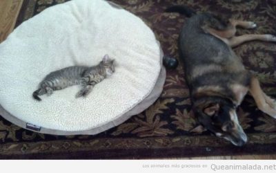 Quien tenga un gato y un perro, sabe que esto es verdad