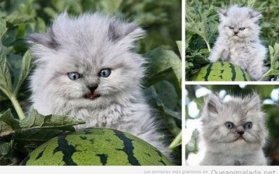 El gato del campo de sandías