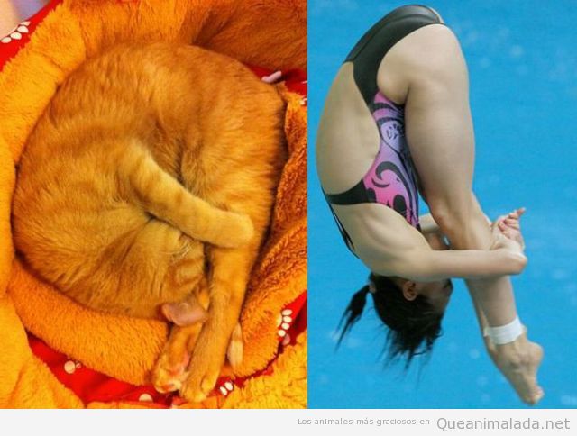 Foto graciosa de un gato durmiendo en la posición de salto trampolín