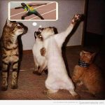 Gato gracioso imitando a Usain Bolt