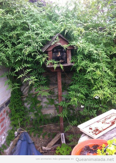 Gato metido dentro de una casa de pájaros