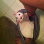 Gato gracioso metido en los calzoncillos mientras haces caca en el wc