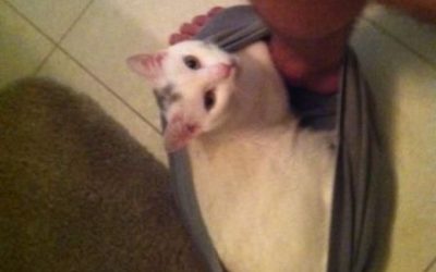 A veces los gatos se meten en los lugares más inoportunos…