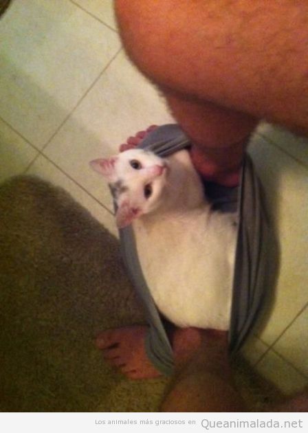 Gato gracioso metido en los calzoncillos mientras haces caca en el wc