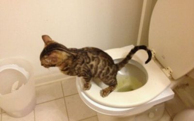 Gato con un nivel de higiene superior