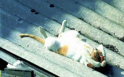 Aquí, tomando el sol tan ricamente