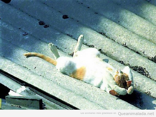 Gato tomando el sol en el tejado de zinc