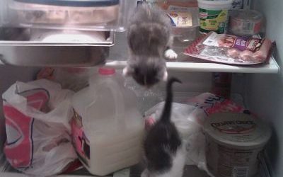 Gatitos y su obsesión con las neveras