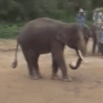 Gif de un elefante que lanza balón con la trompa y chuta con la pata de atrás