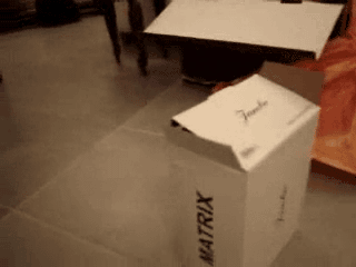 Gif gracioso de un gato en una caja sorpresa