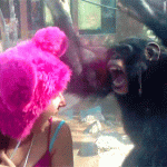 Gif divertido de un mono chimpancé bailando como loco con una turista de gorro rosa