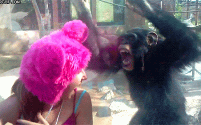 Chimpancés que lo dan todo el viernes por la noche, marcha, marcha!