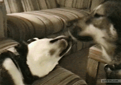 Gif animado divertido de un perro que le coge de la lengua al otro